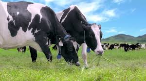 Một số bệnh sinh sản trong chăn nuôi bò sữa 